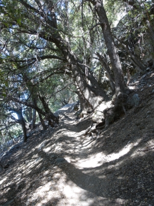 The trail starts climbing fast, but it's nice singletrack.