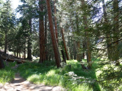 Reaching Vivian Creek at the top of the switchbacks always feels great. It's probably my second favorite spot in SoCal behind Wellman's Cienga.