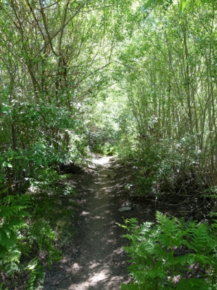 Leaving the creek bed. This area is hard to navigate in the snow. Much easier today!