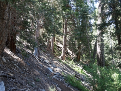 Climbing again now, and the singletrack is top notch.