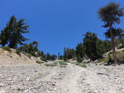 Not sure of the exact route to take, I headed-up what I thought was a fireroad but was actually a black diamond ski run. Not too fun to hike straight up one of these on a hot day.