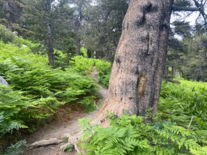 Doing the loop counter-clockwise. Strawberry Cienaga to Wellman's Cienaga then back down Deer Springs.