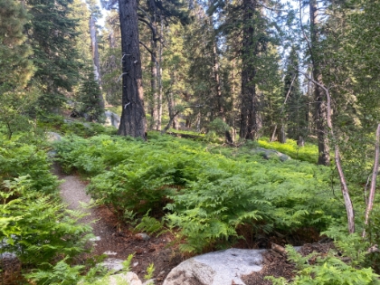 Coming down the PCT through Deer Springs. One of my favorite sections of trail in SoCal.