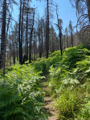 Coming-up the South Fork trail. It's heartbreaking to see the remains of the burnt out forest. But the dense ferns are a welcome sight.