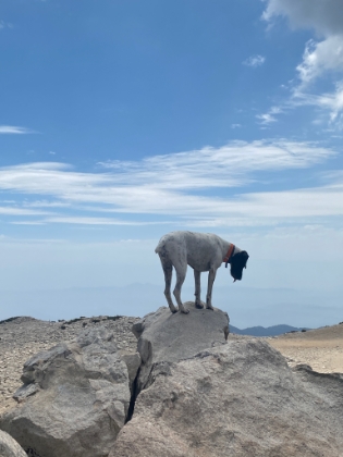 A billy goat dog on the summit!