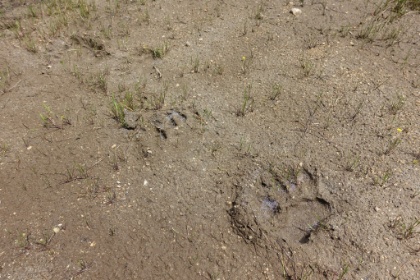 Fresh, wet bear paw prints along the edge of the lake. We must not have missed him by much.