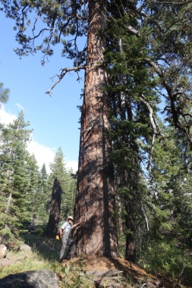 We spot an occasional Sequoia along the trail. Though small for a Sequoia, this one is bigger than almost every other tree around.