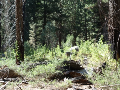 Our first of many deer sightings for the trip.