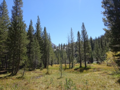One of the nicer meadows in the area.