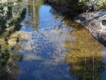 An entire school of fish! I'm not sure what kind they are, but there were tons of them in the lakes.