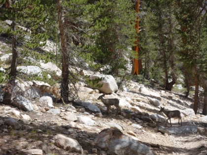 It turned out to be an entire family of 6 or 7 deer, including mom, kids, and grandma.
