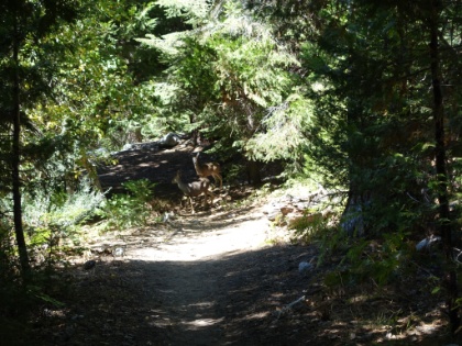 A couple more deer on the trail.
