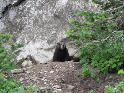 I may be the only human, but there are plenty of marmots.
