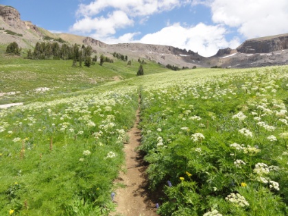 Single track cutting through the flowers.