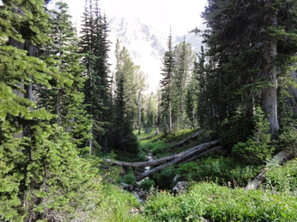 More great forest trail on the way out of the lake basin.