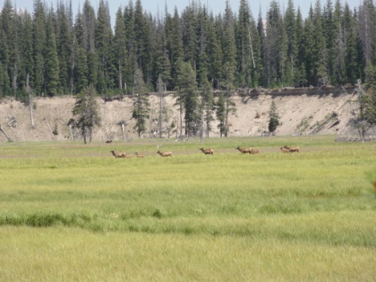 There were several great, scenic turnouts along  John D. Rockefeller Jr. Highway 89 heading South through Yellowstone. Here I spot a small herd of Elk running across the meadow.