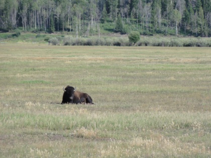 A closer look at the Bison.