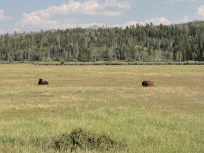 I came across a couple Bison on the way into Grand Teton National Park.