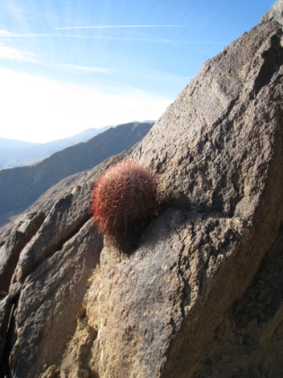 A cactus growing straight out of the rock.