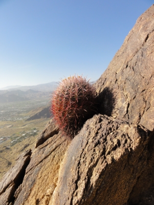 I have officially taken a picture of this cactus on every trip up here.