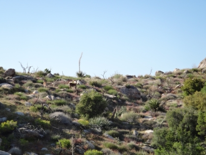 Look carefully. Deer! Seems odd to see deer in the desert. They must wander down from a higher elevation for breakfast.