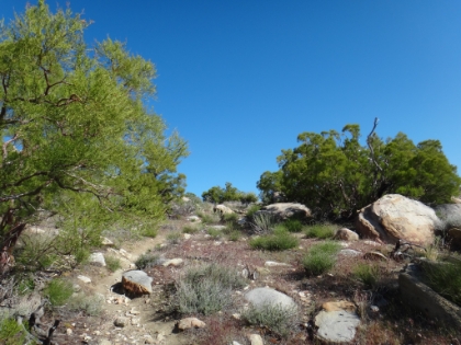 The chaparral and taller vegetation starts at exactly 4000'. It's funny how you measure distance on this trail not in miles but in elevation.