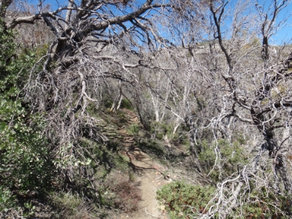 The cool tunnel through the chaparral.