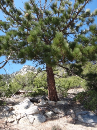 The pine trees start to show up at just below 7000'. The last 1500' of trail to Long Valley is a b*tch.