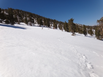 The tracks are sparse from here on up. I'm breaking trail in places and following a set of snowshoe prints in other spots. Most people that snowshoe or hike from the tram stop at Wellman's Divide. Today I haven't seen a human being since just outside of Long Valley.