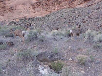 A family of deer having dinner. They pretty much ignore me as I take picures.