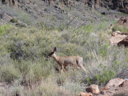 The deer here seem pretty people friendly. This one had no problem posing as I stopped to take pictures.
