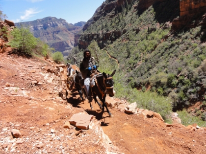 Another mule train, but this time a trail maintenance crew. The mules were carrying shovels and a wheel barrow, and the handler was rather onery.