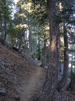 Heading up the Acorn Trail from Wrightwood. We were on the trail just after 7:00am. We lucked out with perfect weather even though there had been a light rain and heavy fog on the drive up.