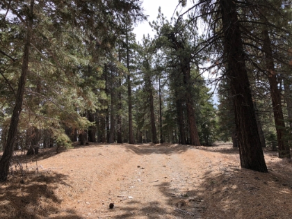 The short section of fireroad was actually nice with a fresh layer of pine needles.