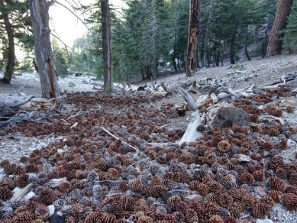 A sea of pine cones on the way back down from the saddle.
