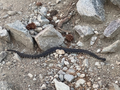 This guy was 3-4' long laying across the trail. Looks exactly like the one that shot between my legs a couple years ago higher up the trail. Kind of an ominous start to the night.