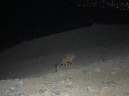 Just over the other side, I saw a pair of green eyes low to the ground staring back at me. At first glance, I just saw the eyes, and the light tan color, and from the front it looked just like a crouched mountain lion. Then it turned sideways and was clearly just a deer. Whew.