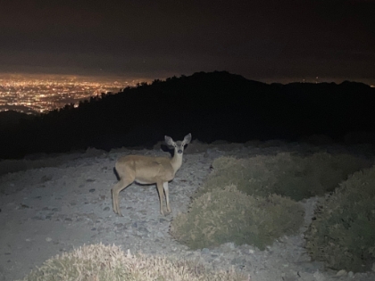 Heading back down, and I almost literally ran into another deer. He was really close and just froze in the light of my headlamp. We definitely startled each other pretty good.