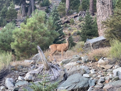 I saw a couple deer on the way up, this one posed perfectly.
