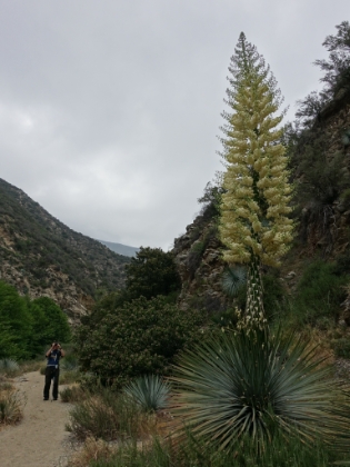 Giant Yucca in bloom. And the end to another fun day in the San Gabriels.