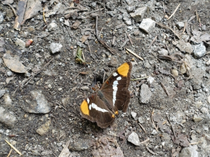 I don't get a chance to get a picture of a still butterfly all too often. On a slightly negative critter note, we had gnat swarms most of the way, and I somehow managed to get six wasp stings. Not fun.