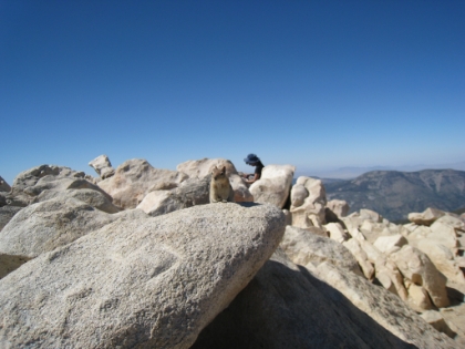 One of the many chipmunks on the summit. They remind of the marmots on top of Half Dome.