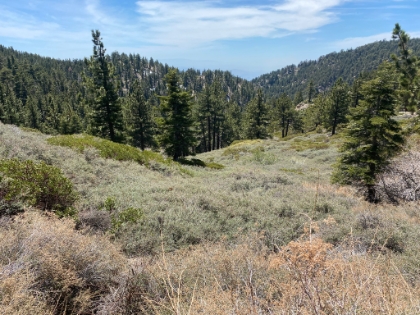 Back to the Manzanita Springs trail junction. Here's (what I though was) the offshoot to Columbine Springs. I bushwhacked through this razor sharp bramble for a while until I found the real trail.