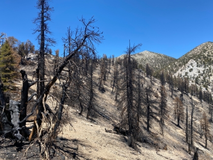 As the trail hits the ridge above High Creek camp, the first signs of the Apple Fire are clear. They must have set a firebreak on the top of the ridge, because one side is still green, while the other is charred.