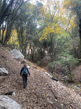 Just about up to the road.