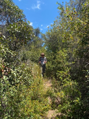Things start to get overgrown in places as we go further down Verdugo.
