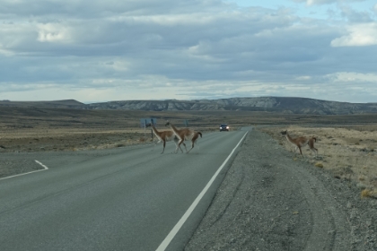 A couple guanacos cross the road right in front of our van.