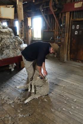 Then we get to see a demonstration of sheep shearing. Most of the wool produced here is sent to China where the lanolin is extracted for use in cosmetics and other products.