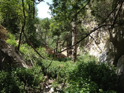 In places, the "trail" involves bushwacking through the shrubs. Hopefully not too much poision oak in there.
