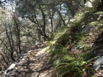 Finally some shade and some green!